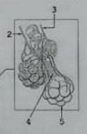 Задания 2а Назовите части органов дыхания, показанные на рисунке цифрами мне очень