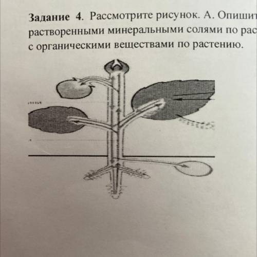 рассмотрите рисунок. А. опишите транспорт воды с растворенными минеральными солями по расстению. опи