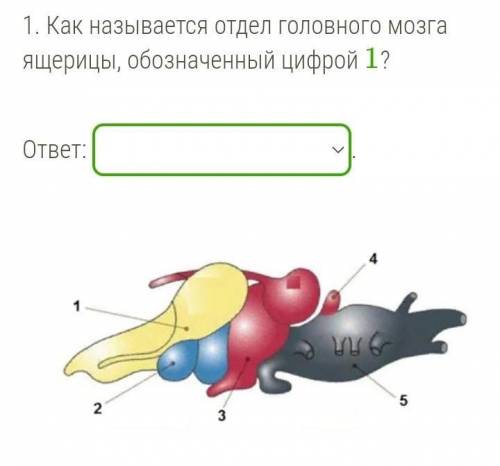 1. Как называется отдел головного мозга ящерицы, обозначенный цифрой 1?  