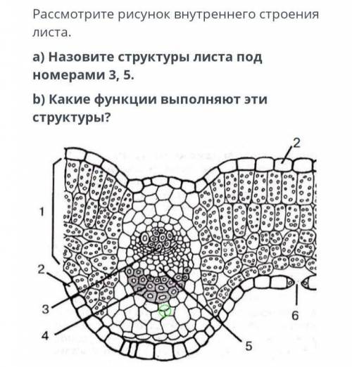 Рассмотрите рисунок внутреннего строения листа.к