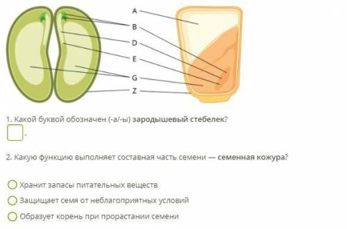 На рисунке представлены рисунки поперечного сечения однодольного семени (кукурузы) и двудольного сем