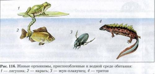 Рассмотри рисунок и напиши как при организмы к жизни в водной среде? 1) лягушка2) карась3) жук плаву