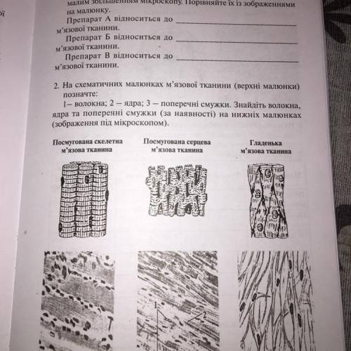 1. Розгляньте запропоновані мікропрепарати м'язової тканини під малим збільшенням мікроскопу. Порівн