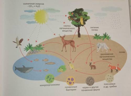 Рассмотри схему биологического круговорота на рис.4. Подумай, как связаны живые организмы в процессе
