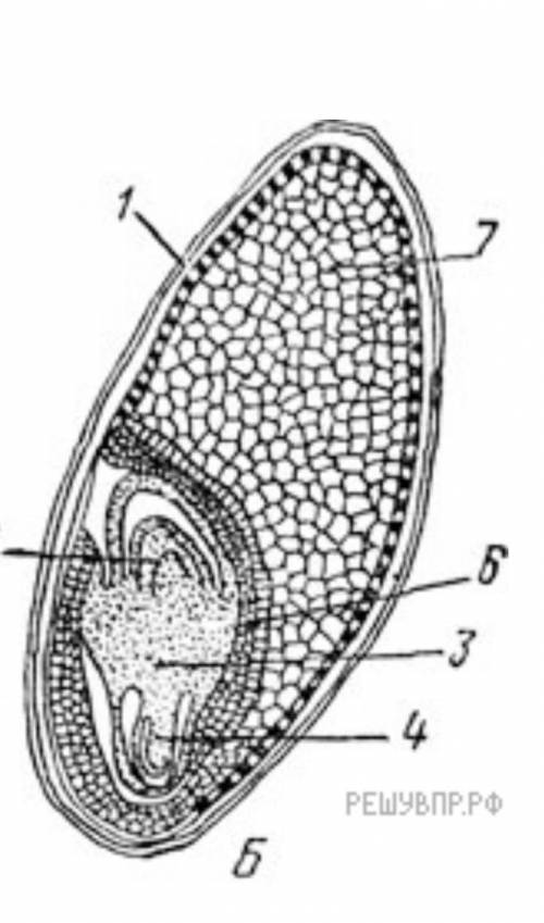 Рассмотрите рисунок семени что на рисунке обозначено цифрой 1