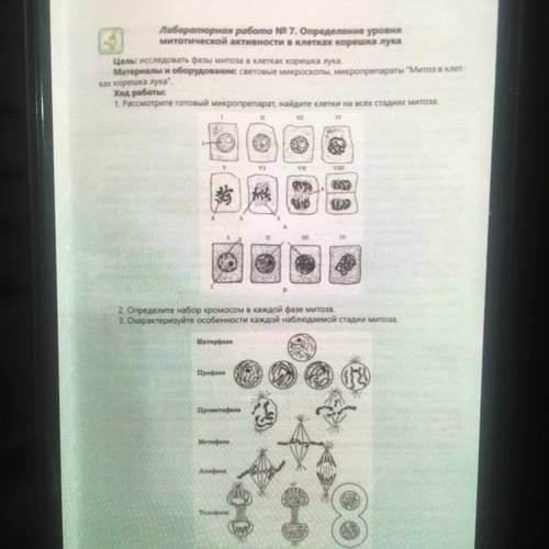 Лабораторная работа N® 7. Определение уровня митотической активности в клетках корешка лука