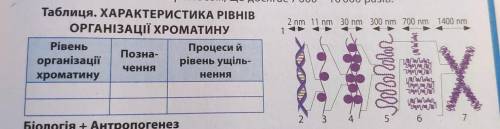 Таблиця.ХАРАКТЕРИСТИКА РІВНІВ ОРГАНІЗАЦІЇ ХРОМАТИНУ