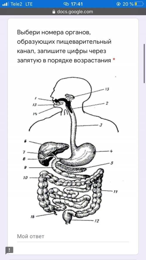 Выберите номер органов образующих пищеварительный канал