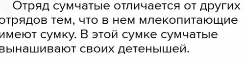 Пользуясь учебником, назовите отличительные особенности отряда Сумчатые.