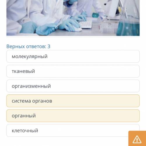 Уровни организации живых организмов В медицинской лаборатории группа молодых врачей исследовала желу