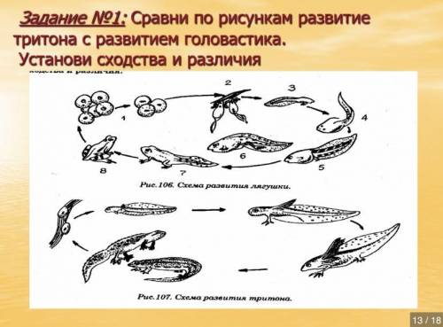 Сравни по рисункам развитие тритона с развитием головастика. Установите сходства и различие