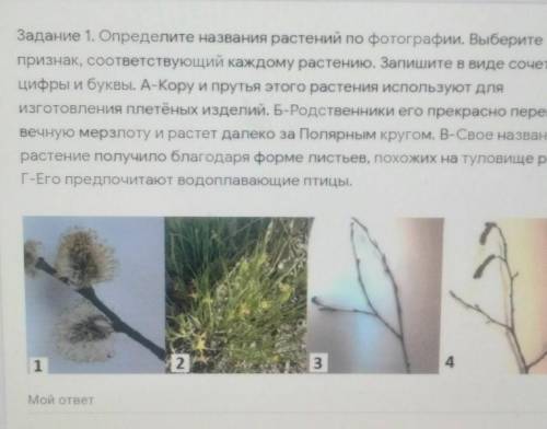 Задание 1. Определите названия растений по фотографии. Выберите признак, соответствующий каждому рас