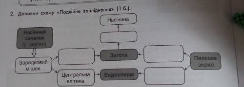 2. Доповни схему «Подвійне запліднення» (16.). Насінина Насінний зачаток (у аав'язі) Зигота Зародков