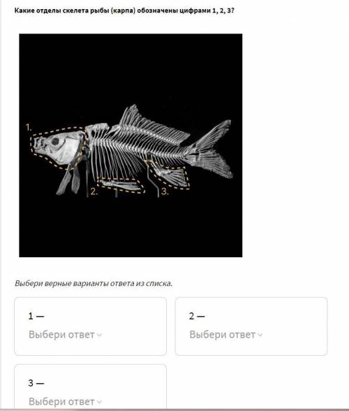Какие отделы скелета рыбы (карпа) обозначены цифрами 1, 2, 3? 21P1.png Выбери верные варианты ответа