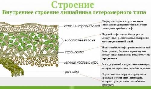 Каковы особенности внутреннего строения лишайников? только , не надо писать типо а что такое лишайн