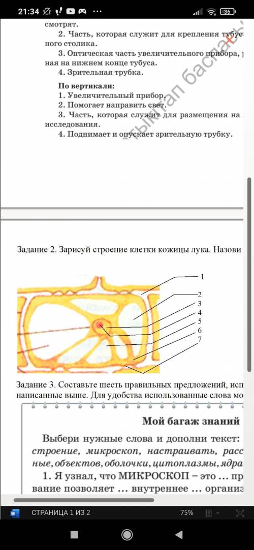 Зарисуй строение клетки кожицы лука. Назови ее основные части