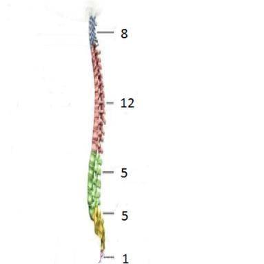 Завдання 3. За малюнком визначити відділи спинного мозку за кількістю спинно-мозкових нервів , що ві