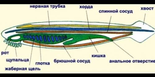 Представьте общий план строения хордовых расположив их внутренние органы в верной последовательности