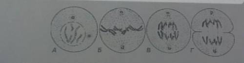 Задание 4. (4) На рисунке представлена диаграмма митоза в клетках корешнаука (а) Определите фазы кле
