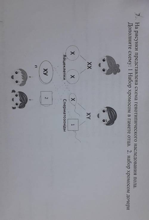 7. На рисунки представлена схема генотипического наследования пола. Дополните схему: 1 Набор хромосо