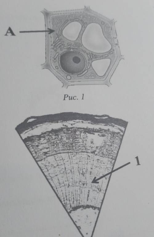 3 3.1. Рассмотрите рисунок растительной клетки (рис. 1). Какая структури клетки обозначена на рисунк