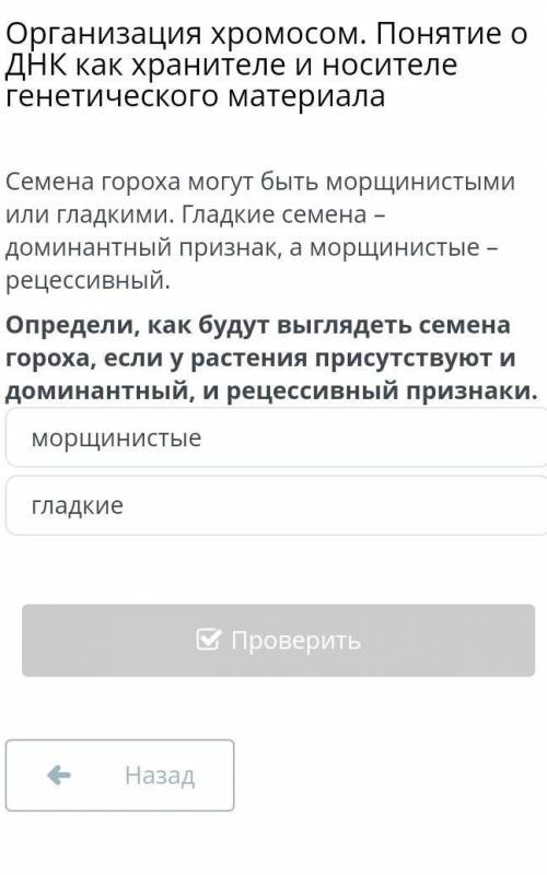 Организация хромосом. Понятие о ДНК как хранителе и носителе генетического материала морщинистые гла